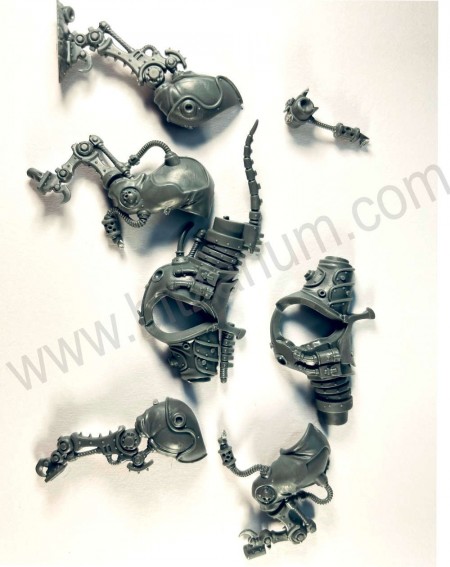 Corps cheval 1 Serberys Raiders