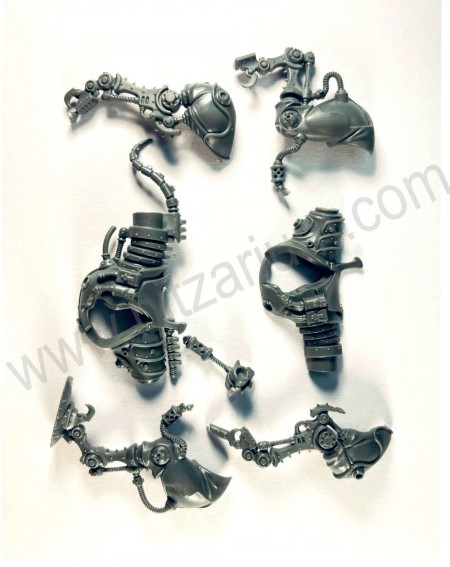 Corps cheval 2 Serberys Raiders