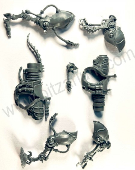 Corps cheval 3 Serberys Raiders