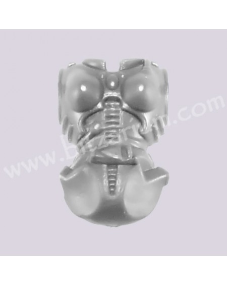 Female front Torso